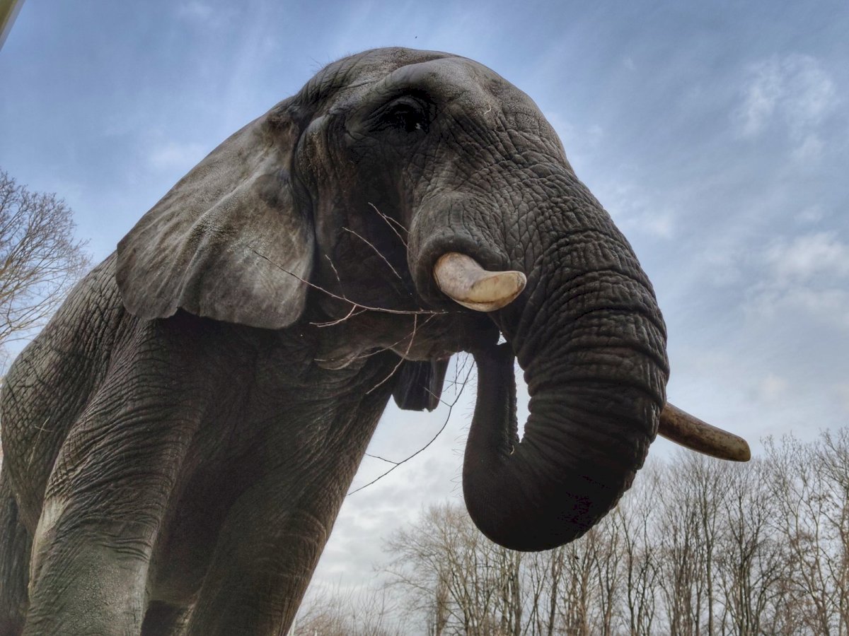 Urodziny słonia Leona w ZOO na Pradze Północ - Życie Pragi Północ