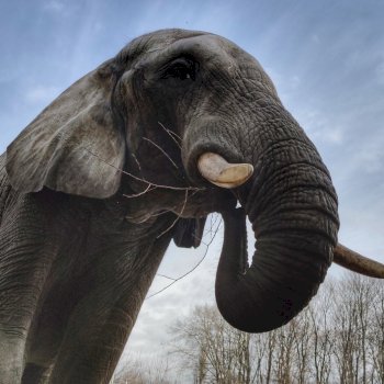 Urodziny słonia Leona w ZOO na Pradze Północ - Życie Pragi Północ